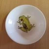 Small Maxwell & Williams Frog Dish - 10cm -Home tableware discount store 230305082522 20230304 121604