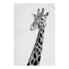 Maxwell & Williams Marini Ferlazzo Giraffe Tea Towel